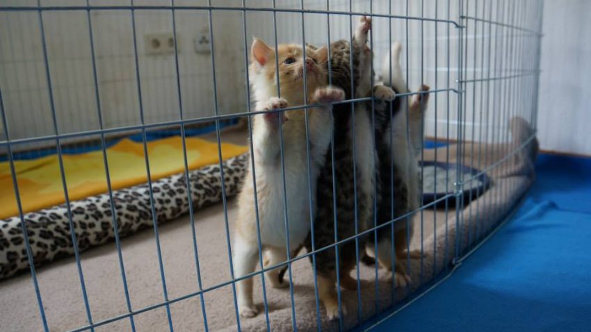 Mehr über den Artikel erfahren Kastrationspflicht für freilaufende Katzen kommt.